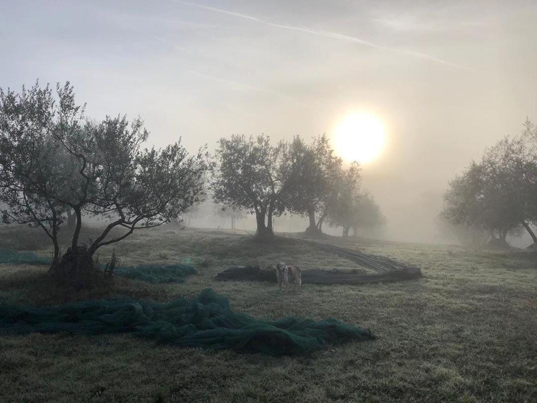 Podere Campovecchio Rapale Eksteriør billede